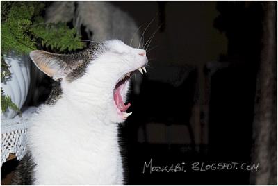 Yawning Cat Number 135